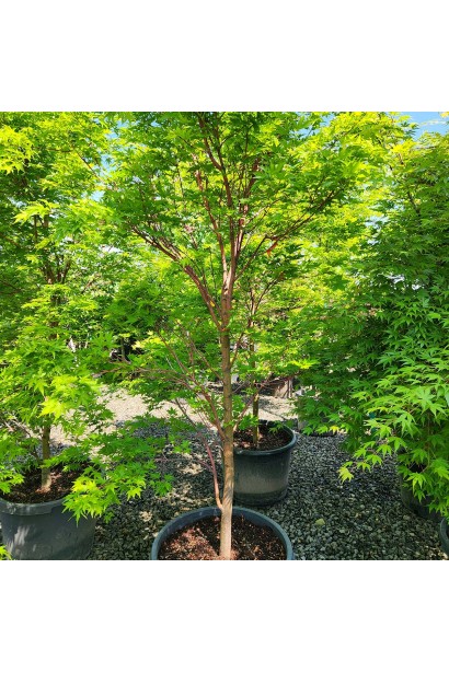 Клен пальмолистный Сангокаку (Acer palmatum 'Sangokaku') в горшке летом.